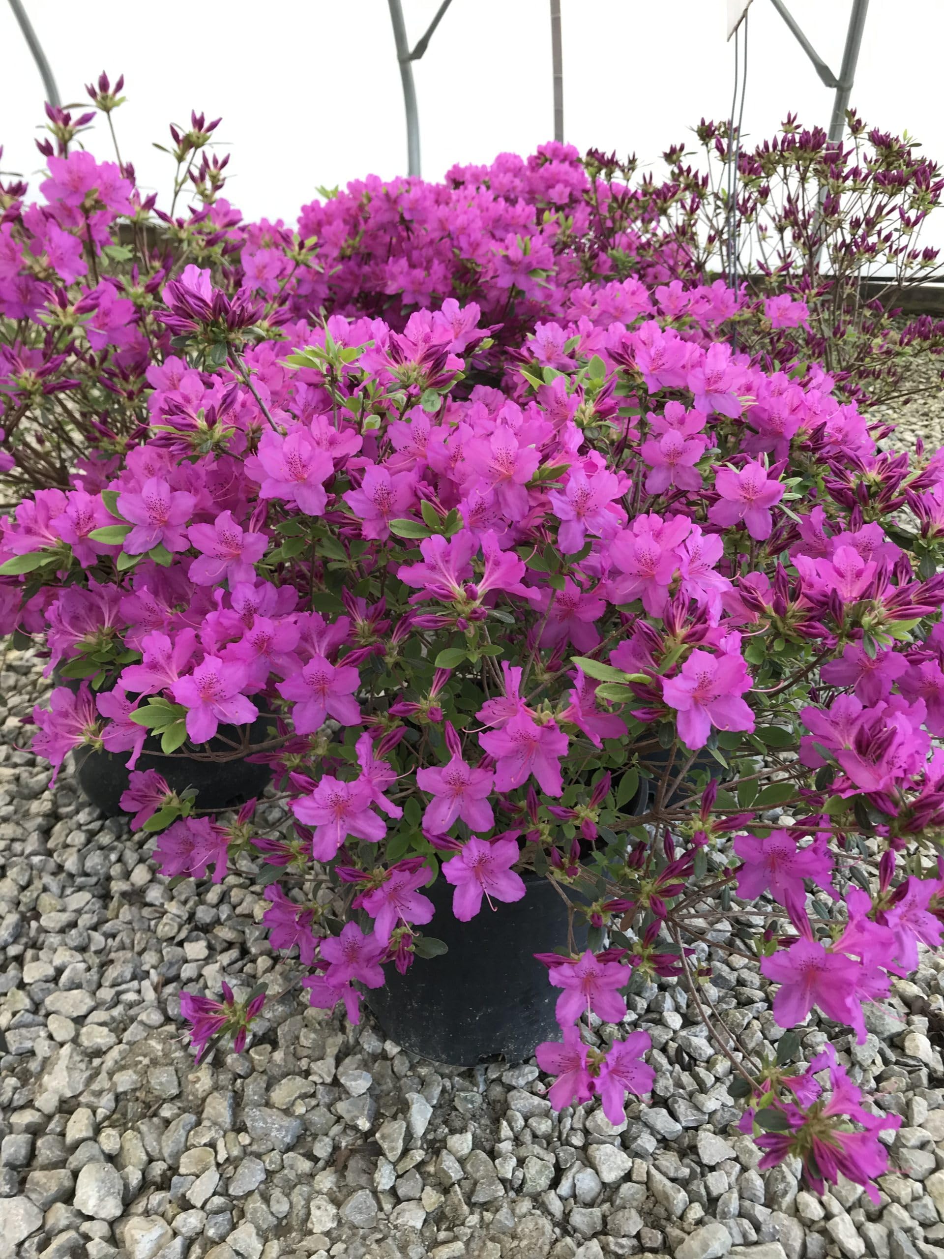 Spring Blooming Violet Azalea Flowers