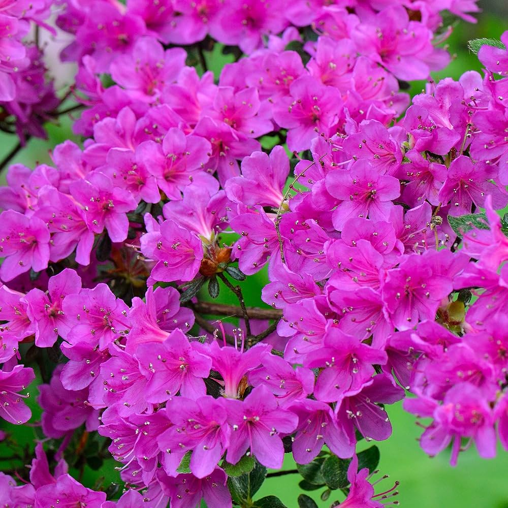 Spring Blooming Violet Azalea Flowers