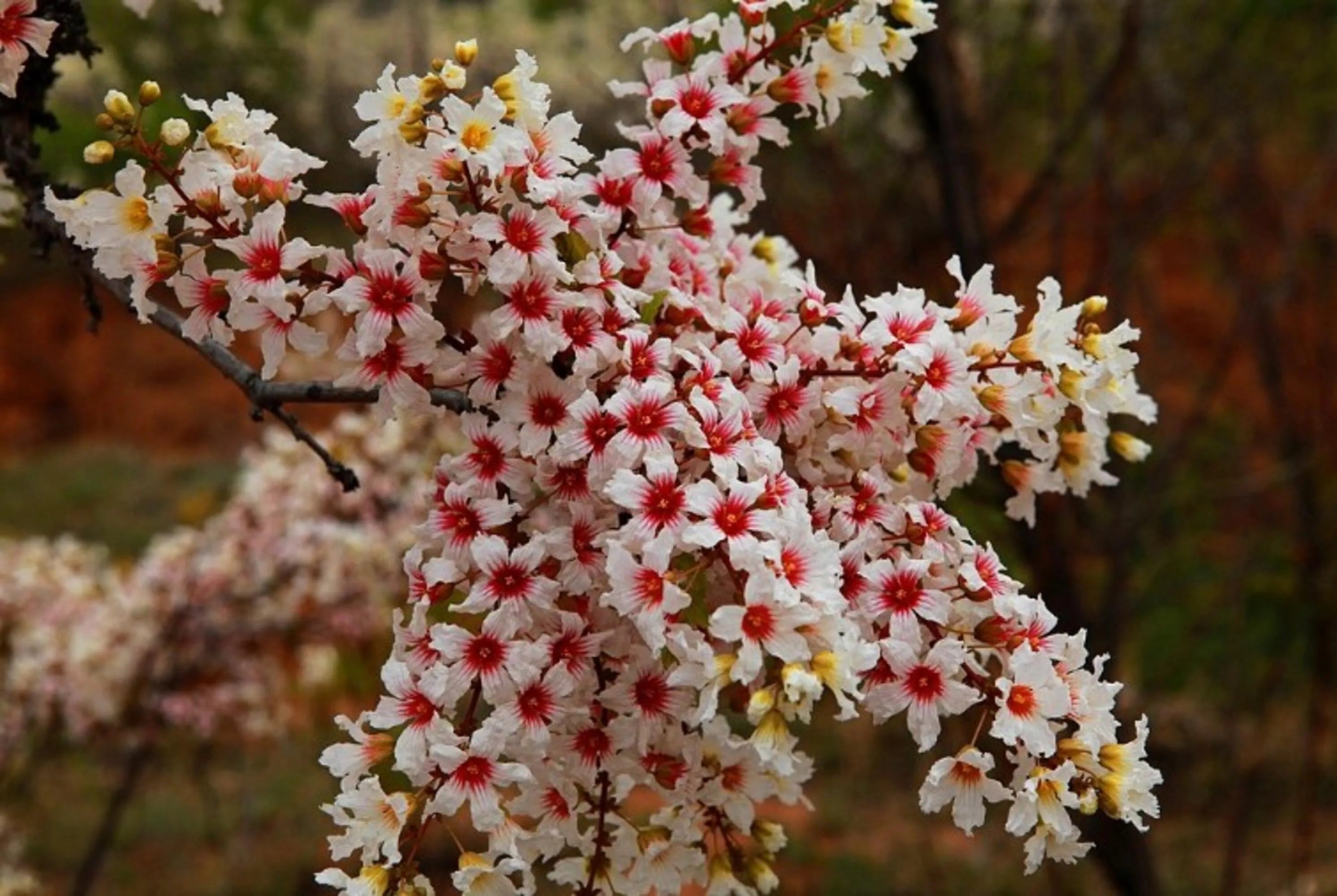 Spring Blooming Xanthoceras Sorbifolium Flowers