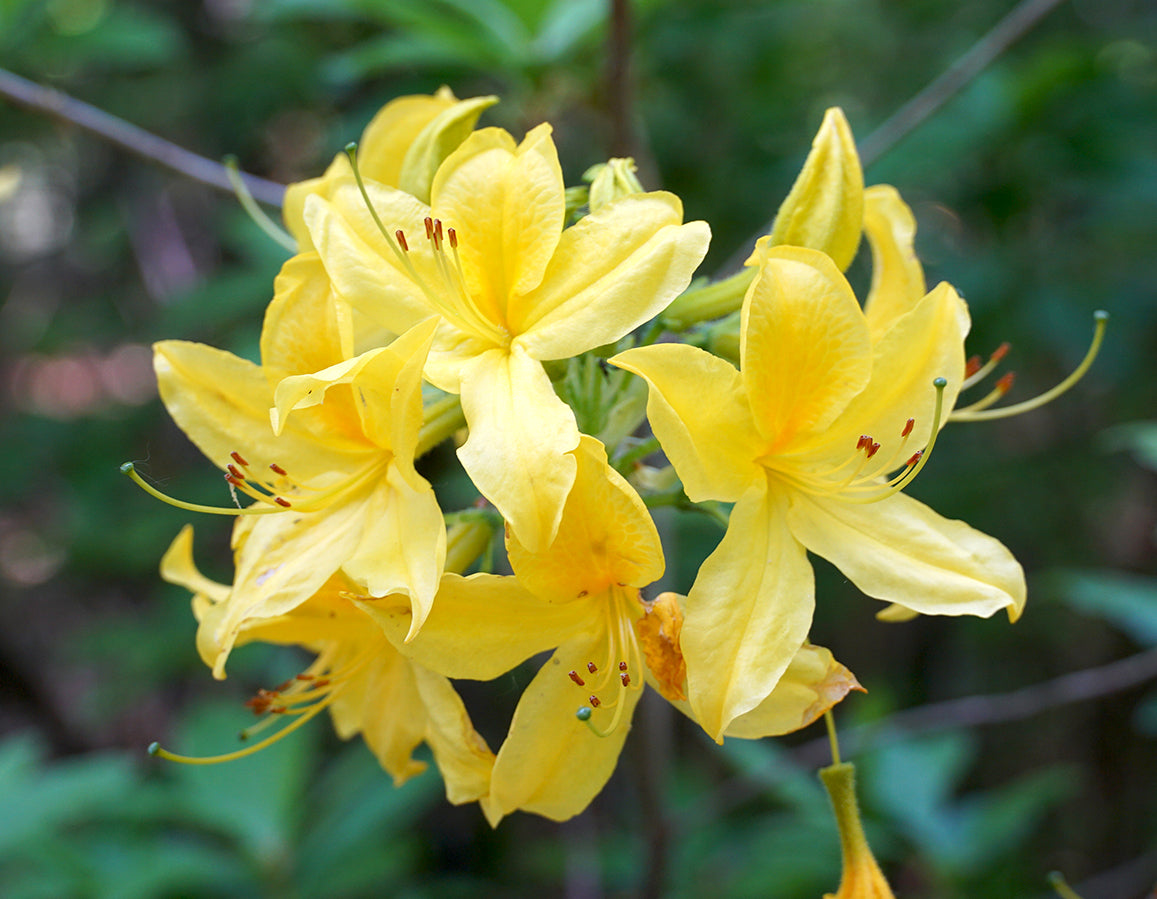 Spring Blooming Yellow Azalea Flowers