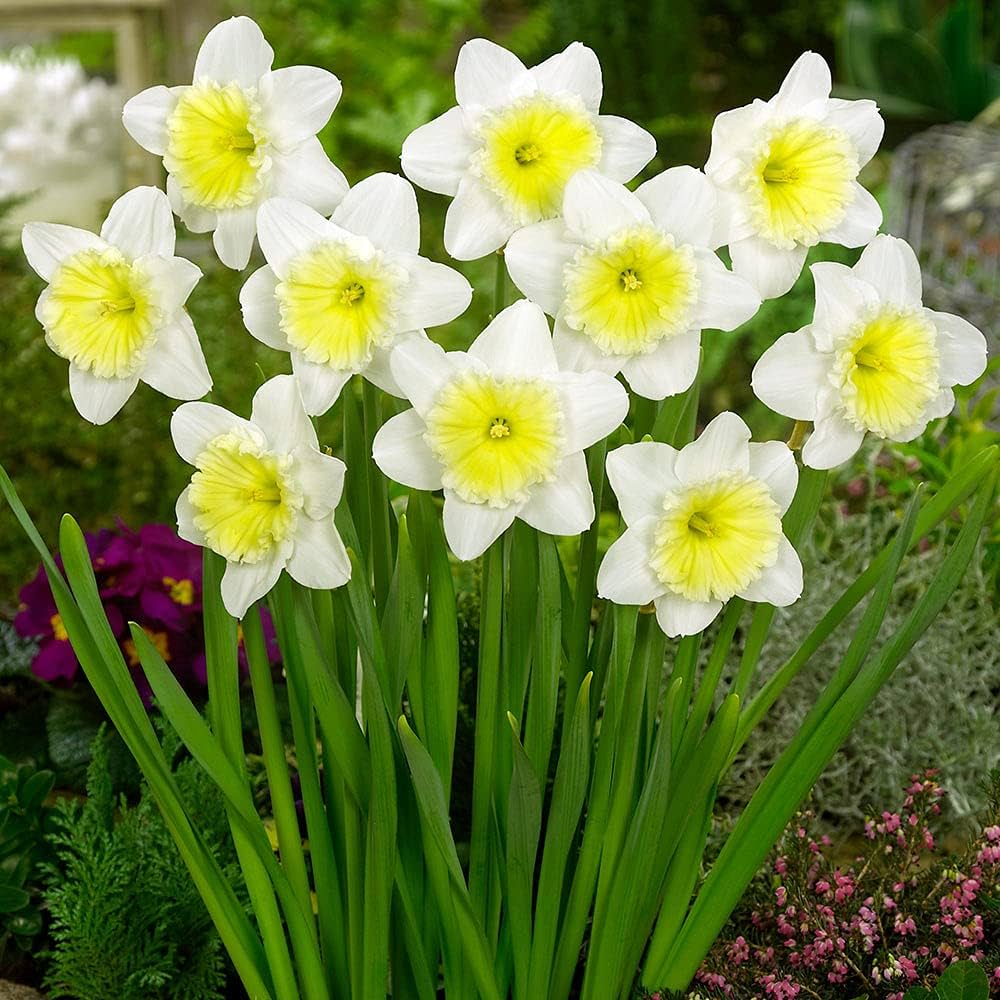 Bright Spring Daffodil Blooms in Garden Bed