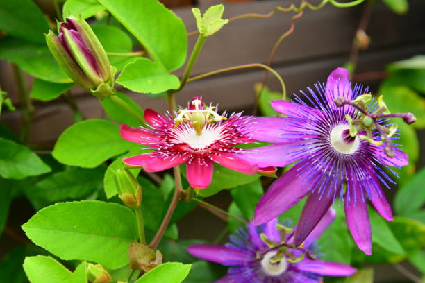 Spring Dark Pink Passion Flower Blooms for Garden Beds