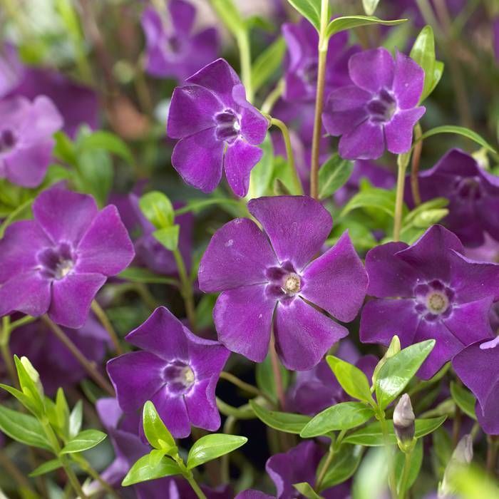Spring Dark Purple Vinca Flowers for Garden Beds