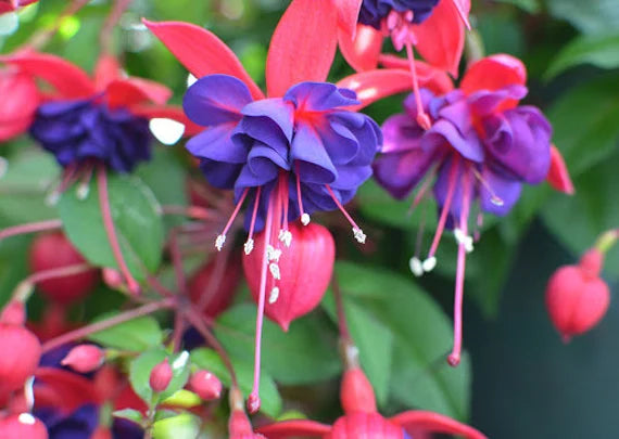 Spring Red Blue Fuchsia Blooms for Garden Beds