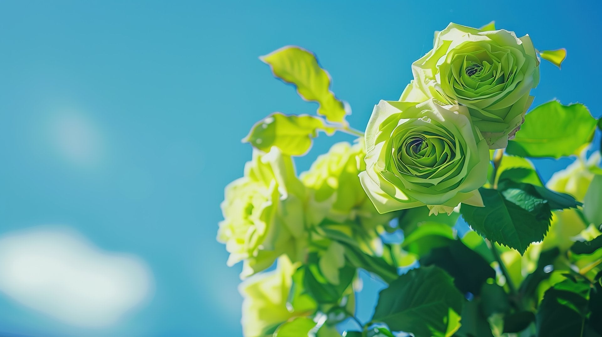 Rose FlowerSpring Green Rose Flowers for Garden Beds Seed For Planting Green