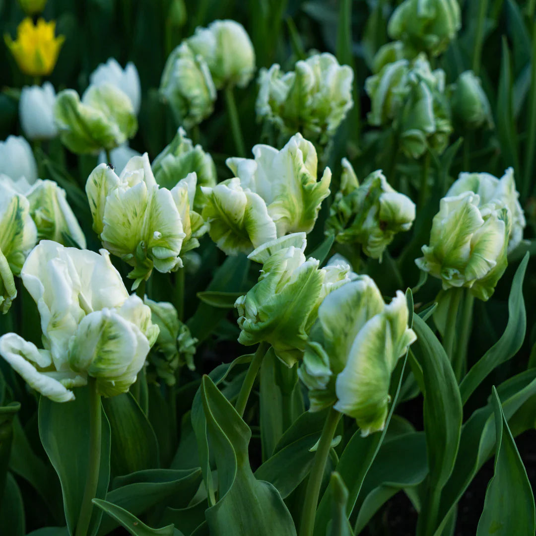Spring Green and White Tulips in Flower Bed