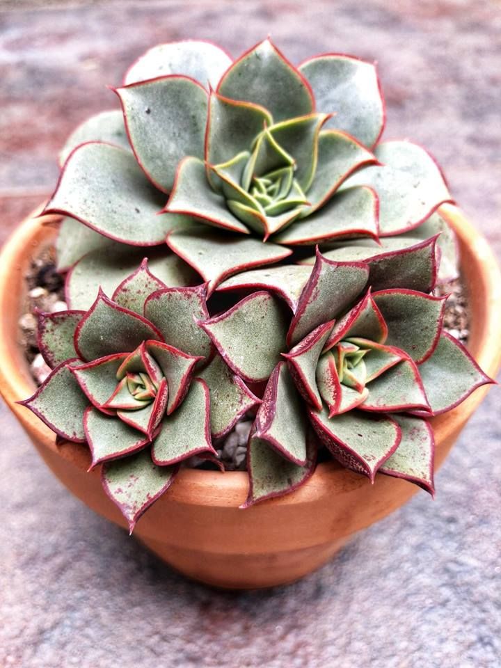 Spring Light Red Echeveria Purpusorum Blooms for Garden Displays