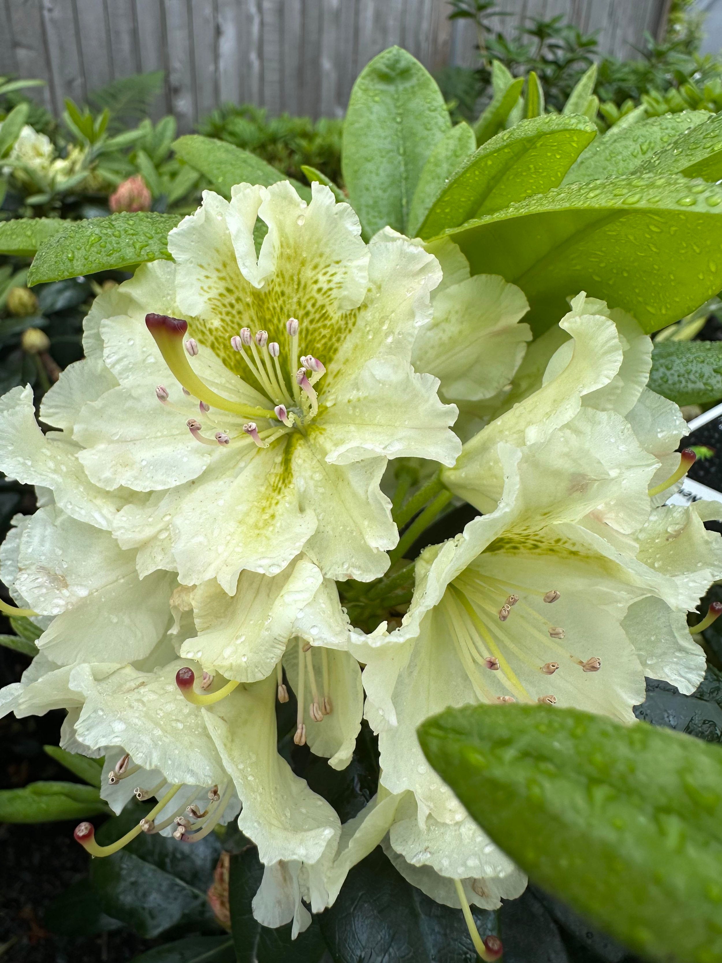 Rhododendron Flower Seeds For Planting Light Yellow
