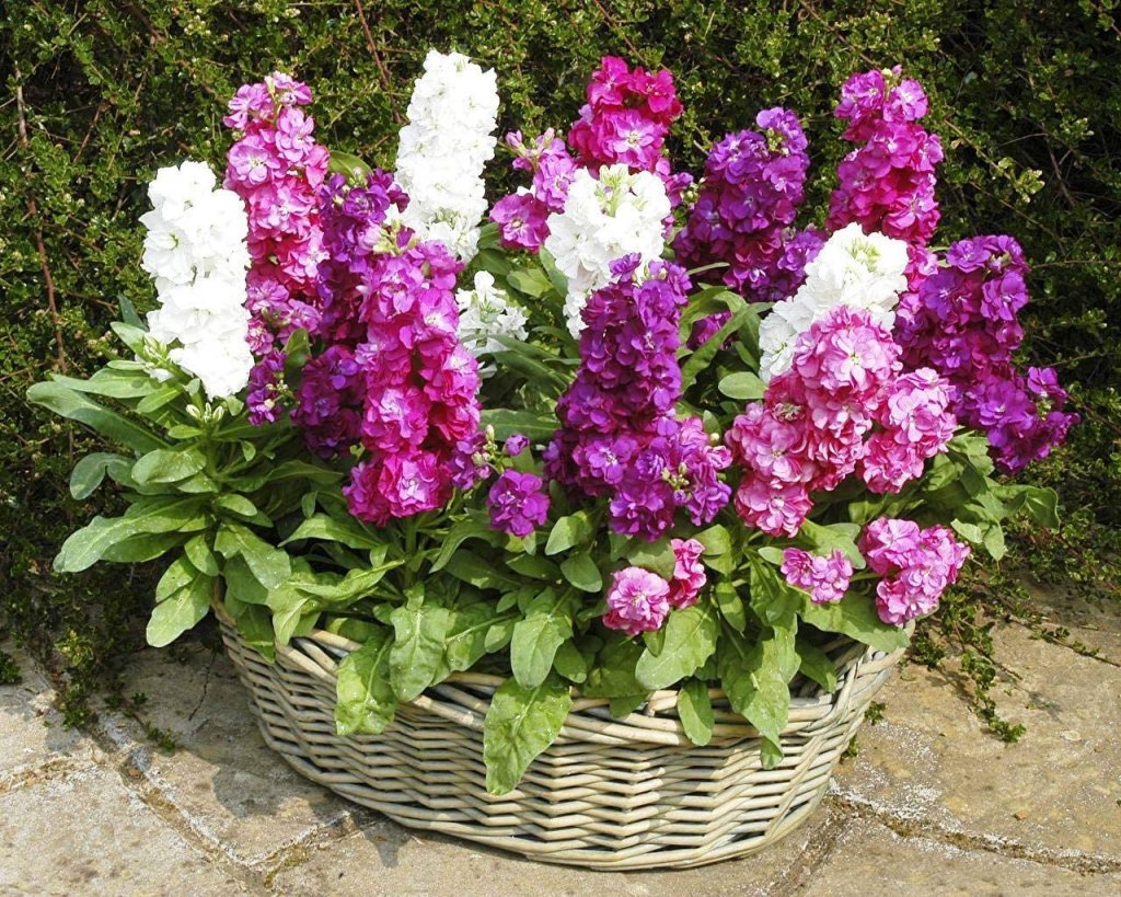 Spring Mini Matthiola Incana Flowers for Garden Decoration