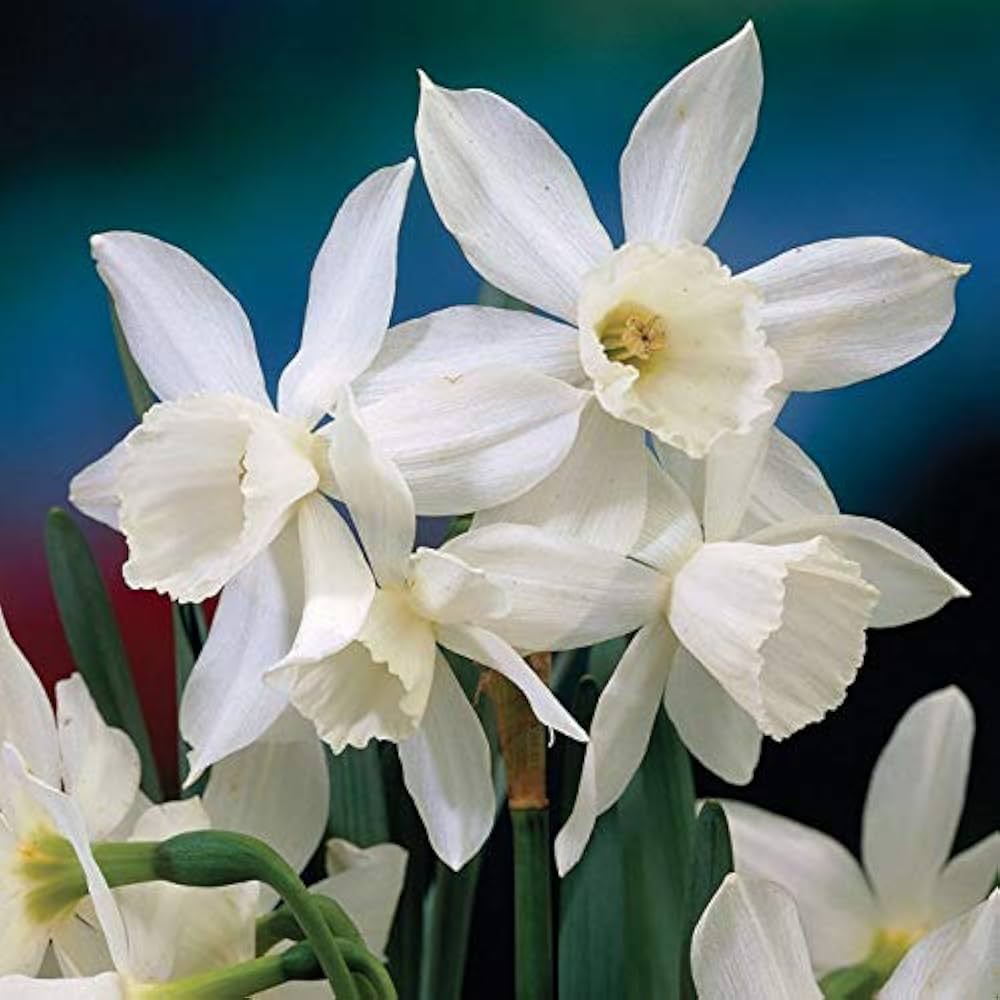 Spring Narcissus Flowers for Garden Borders