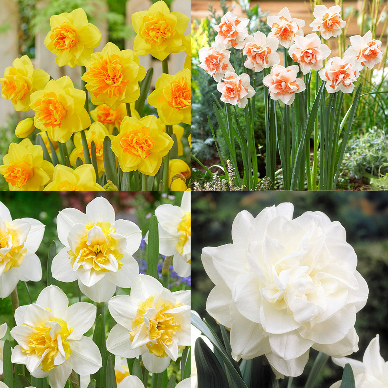 Spring Garden with Double Narcissus White and Yellow Blooms
