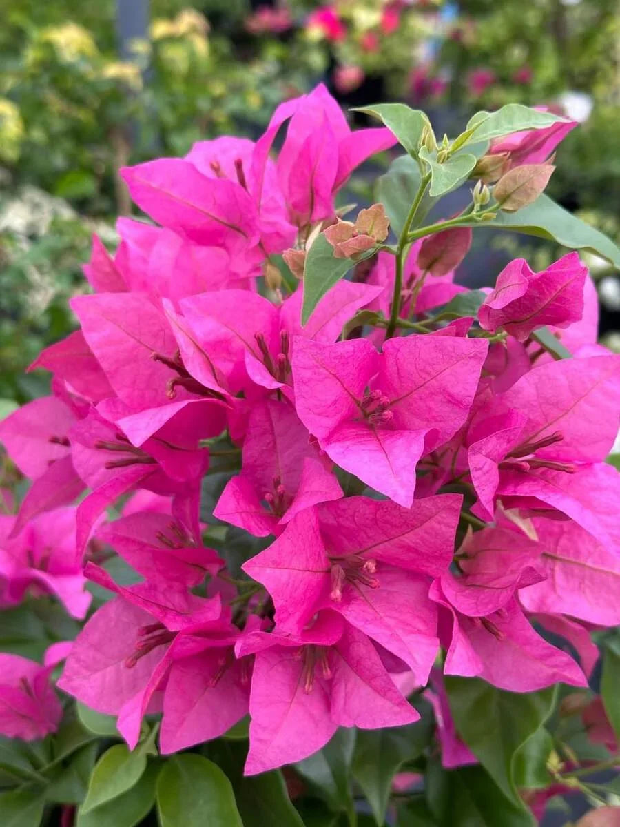 Spring Pink Bougainvillea Flowers for Garden Beds