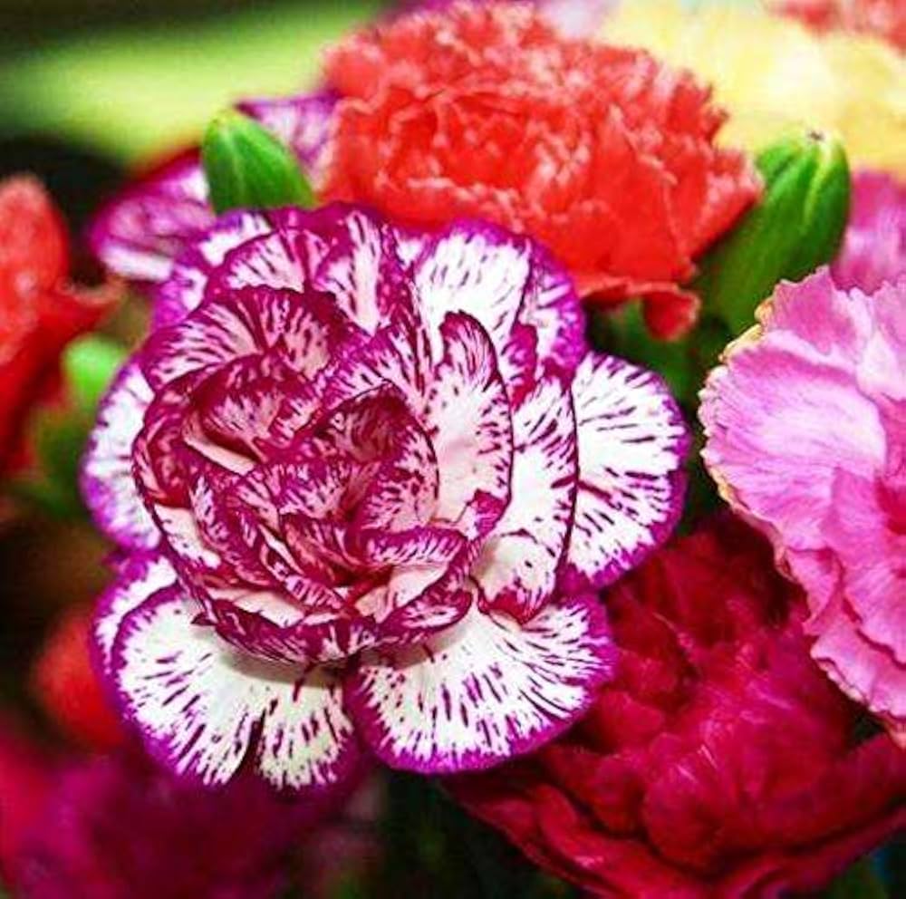 Spring Pink Carnation Flowers in Bloom