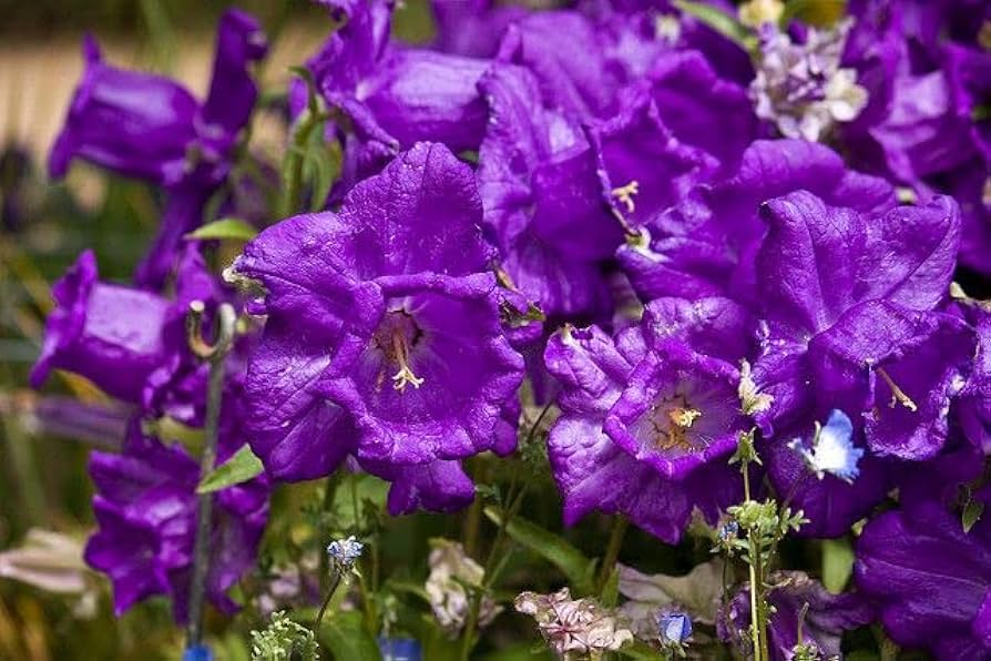 Purple Daffodils Blooming in Spring Garden