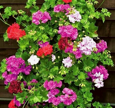 Spring Purple Geranium Flowers for Garden Decoration