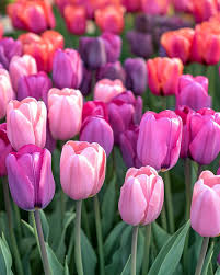 Light Purple Tulips Blooming in Spring Garden