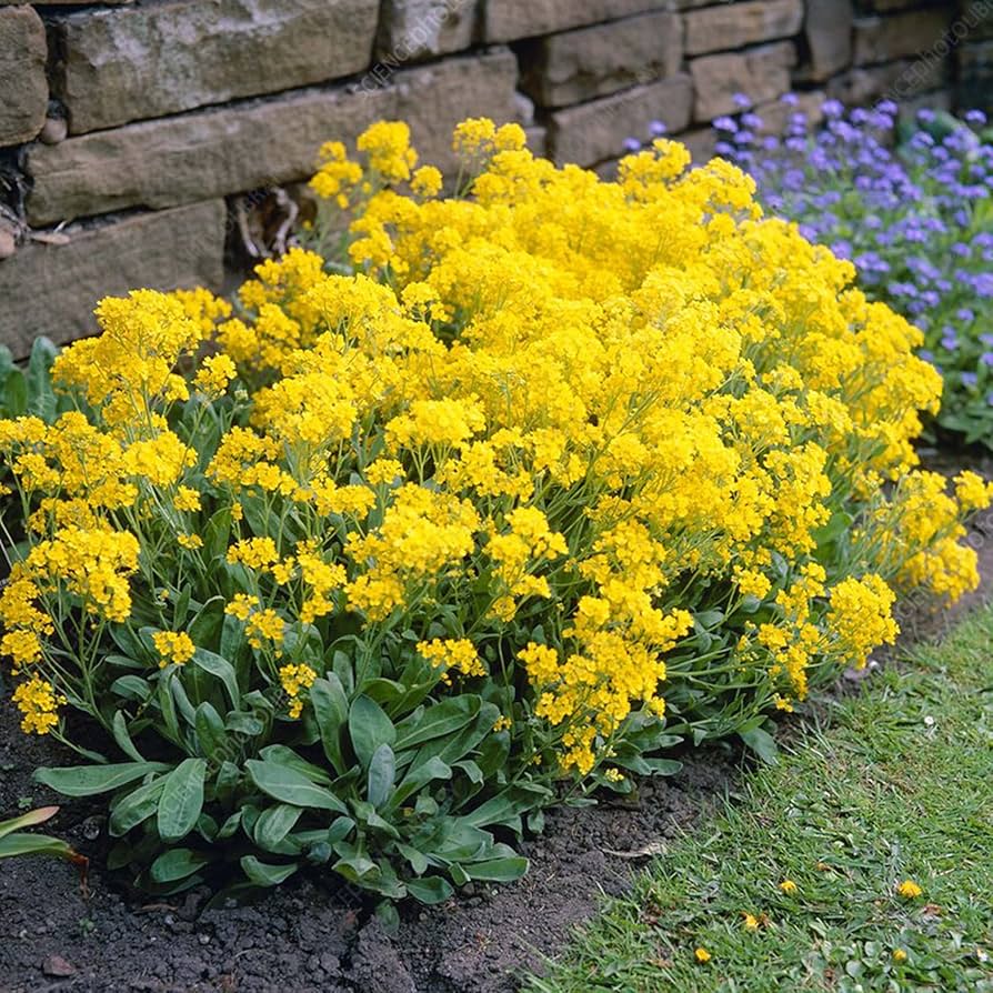 Lemon Yellow Rock Cress in Spring Garden