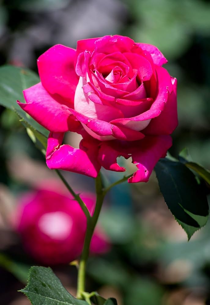 Spring Ruby Rose Flowers in Full Bloom