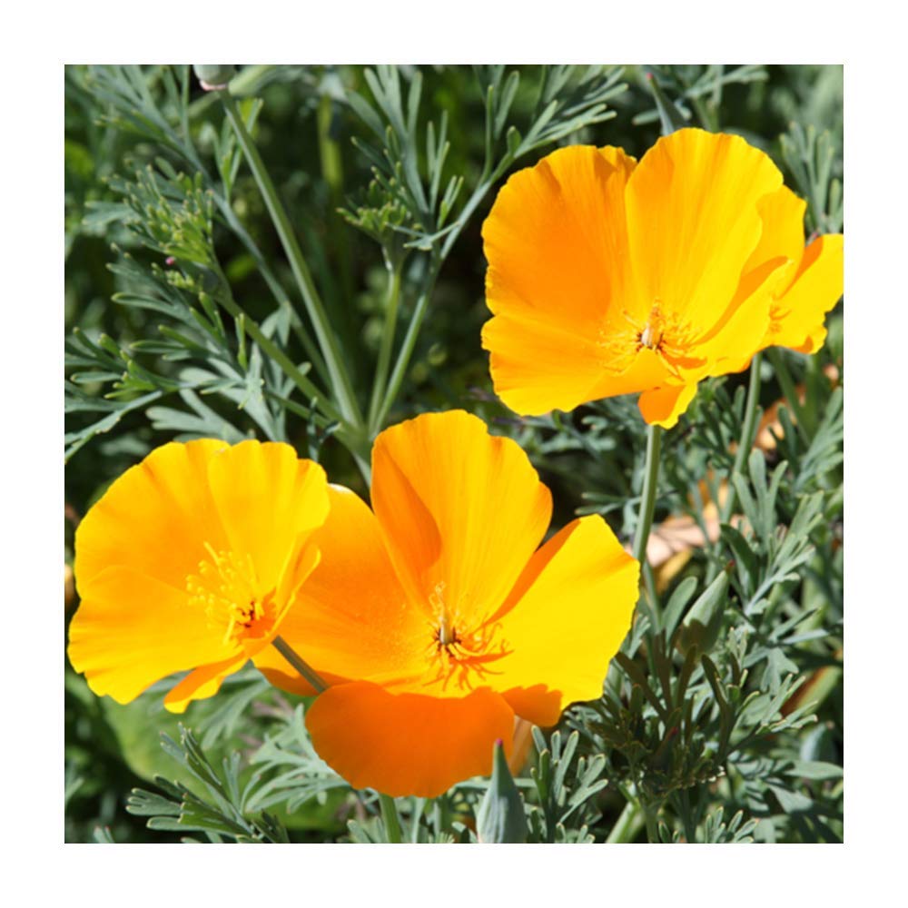 Spring and Summer Yellow Eschscholtzia Blooms