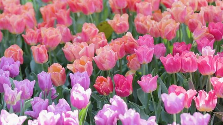 White and Pink Tulips Blooming in Spring Garden