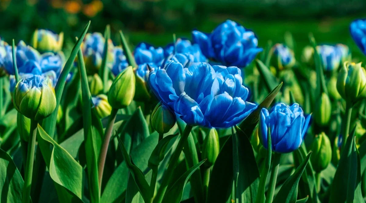 Yellow and Blue Tulips in Spring Garden Display