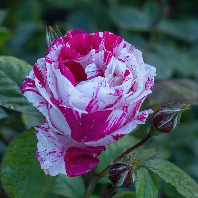 Spring Unique Mixed Rose Flowers for Garden Beds