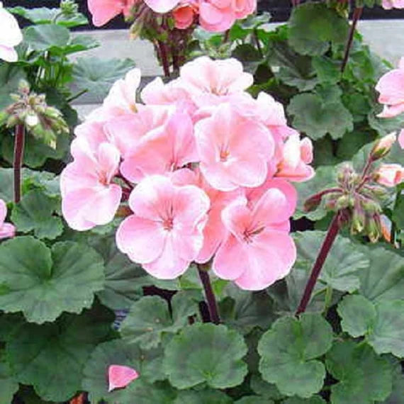 Spring Univalve Geranium Light Pink Flowers for Garden Beds