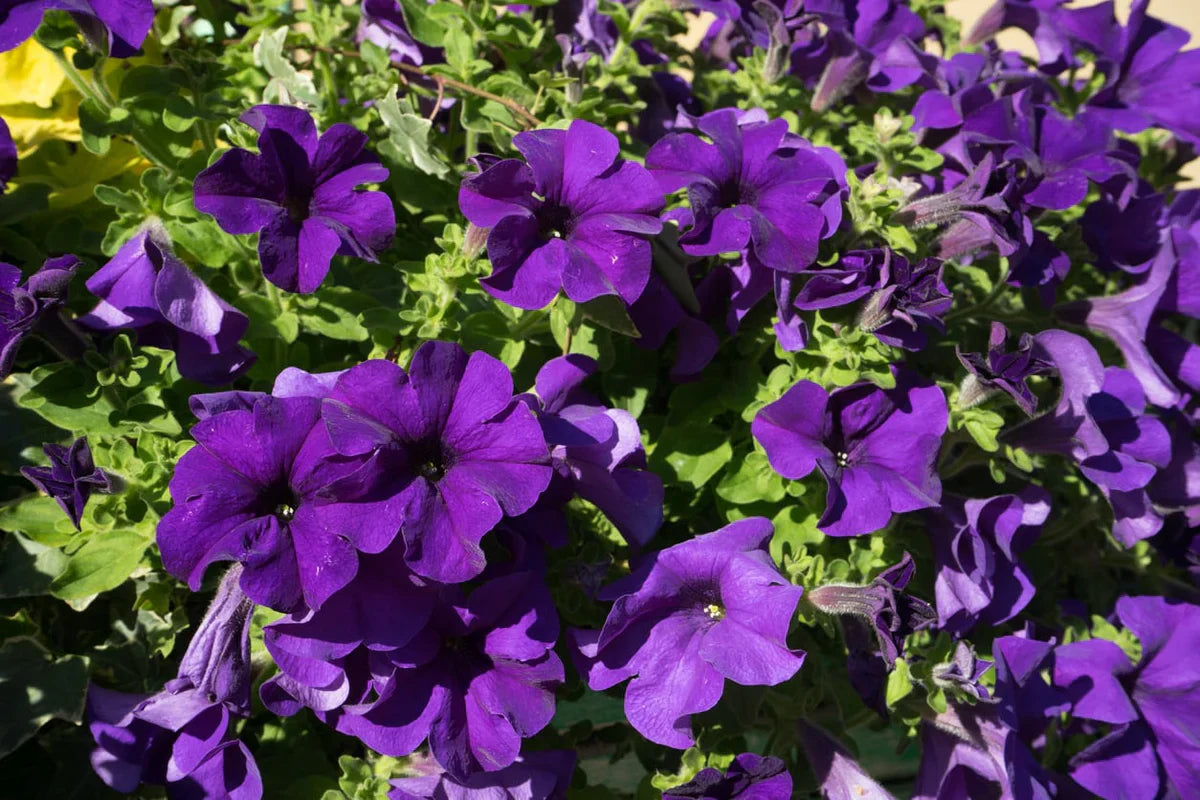Spring Violet Petunia Flowers for Outdoor Decor