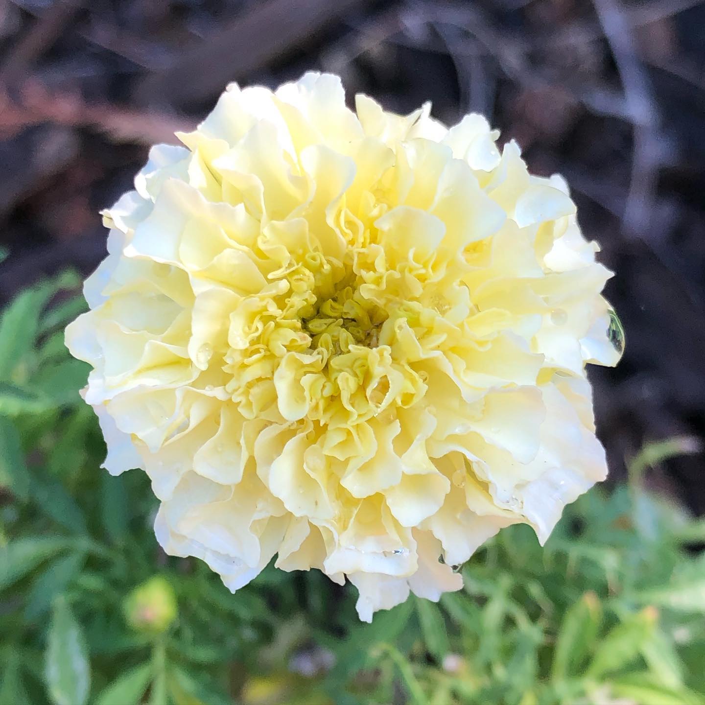 Spring White Marigold Flowers in Full Bloom