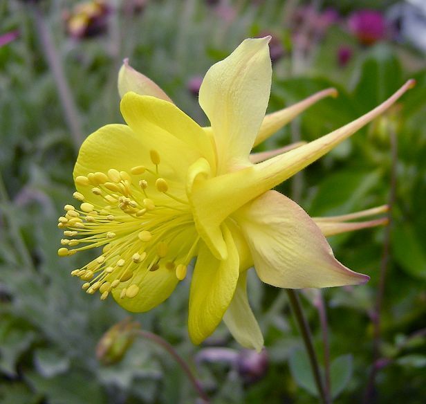 Spring Yellow Aquilegia Flowers for Garden Decoration