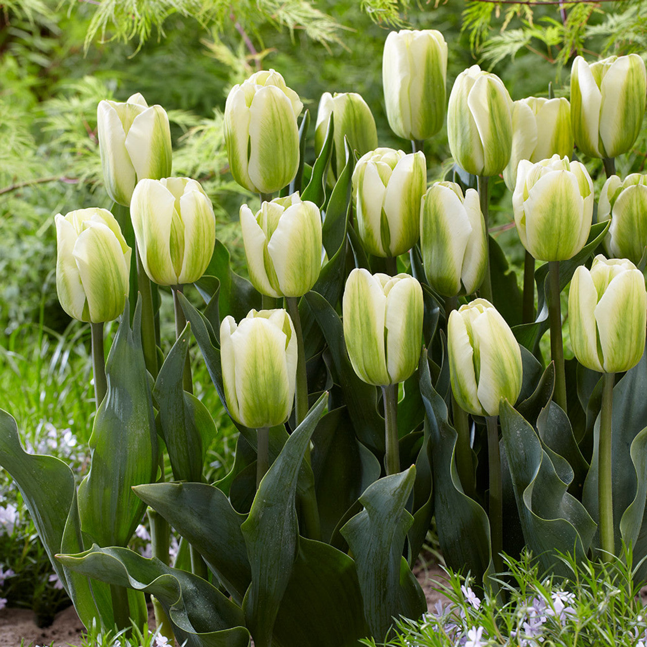 spring-blooming-green-tulip-seeds
