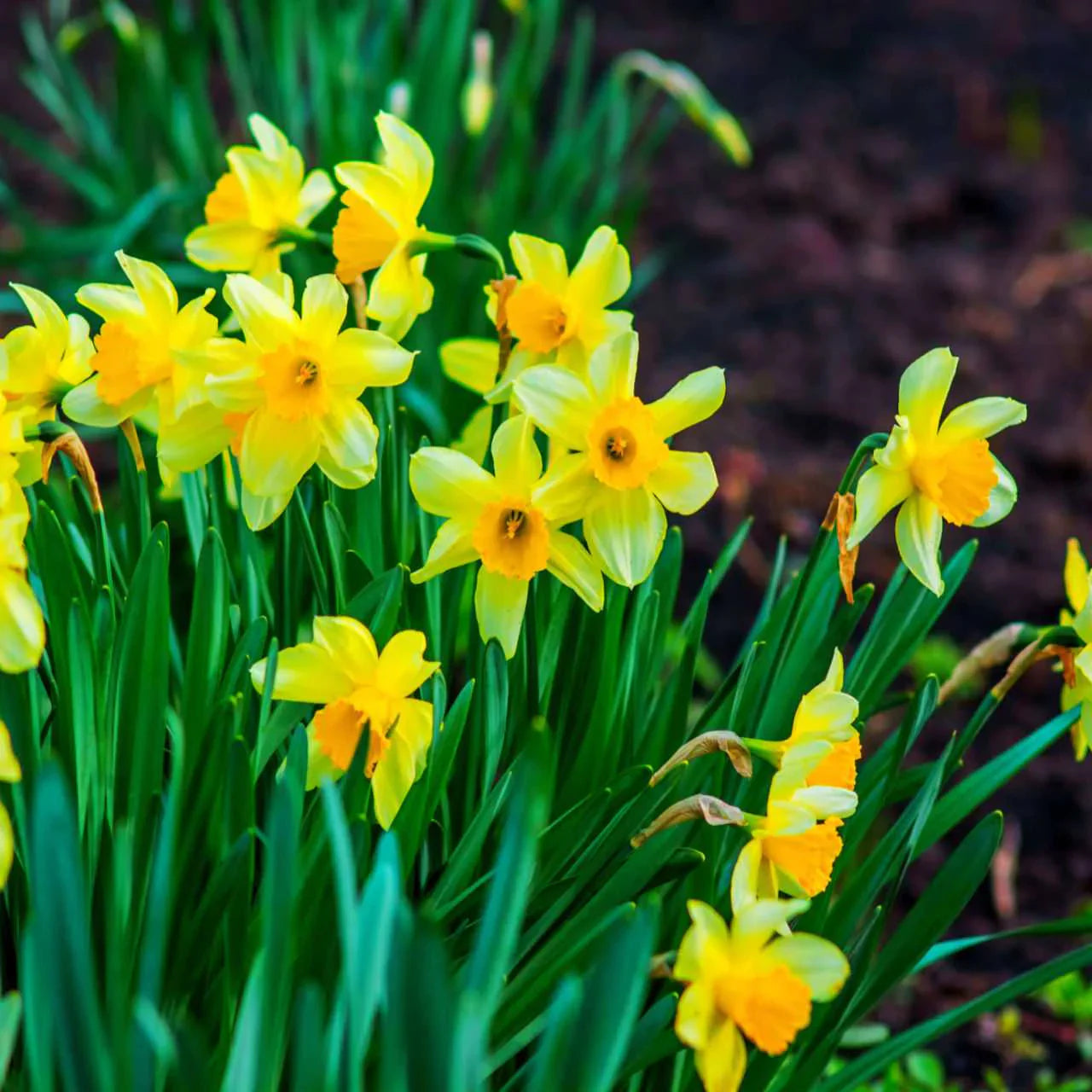 Springtime Daffodil Flower Seeds for Planting – Yellow Spring Blooms