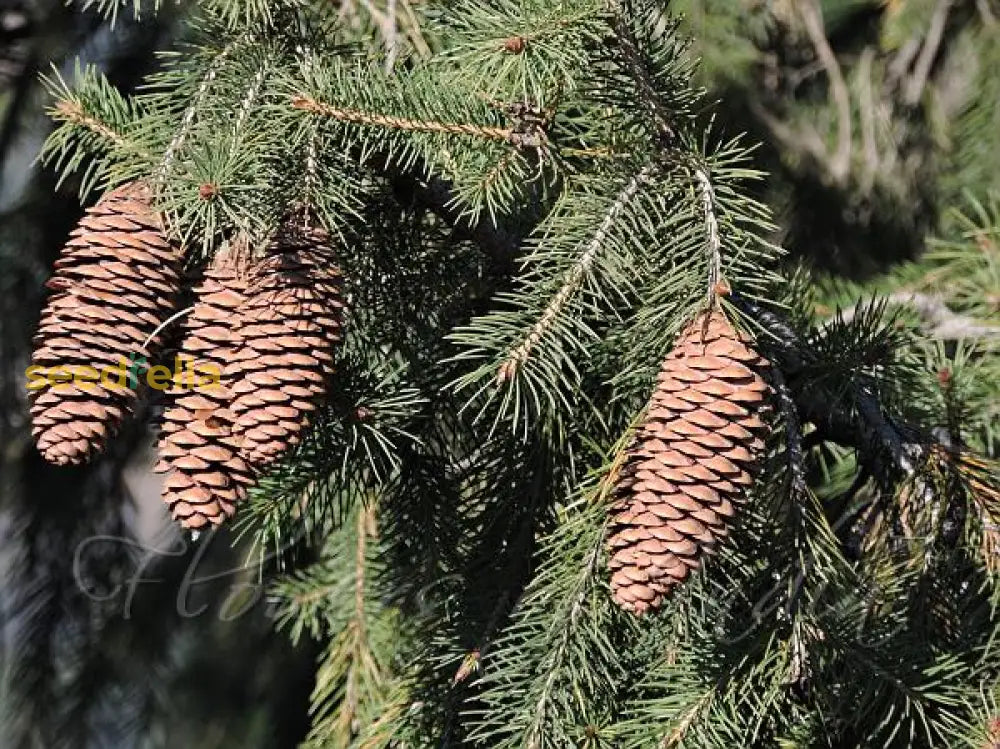 Spruce Plant Planting Seeds: Premium Quality Conifer Seeds For Thriving Evergreen Growth