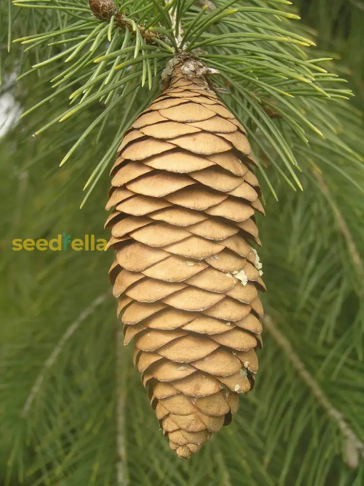 Spruce Plant Planting Seeds: Premium Quality Conifer Seeds For Thriving Evergreen Growth