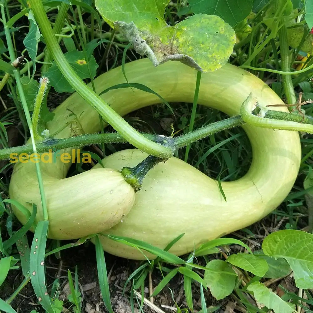 Green Trombocino Squash seeds for home garden and trellised beds