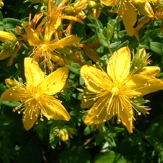 Bright Yellow Flowers of Great Saint John’s Wort in Bloom