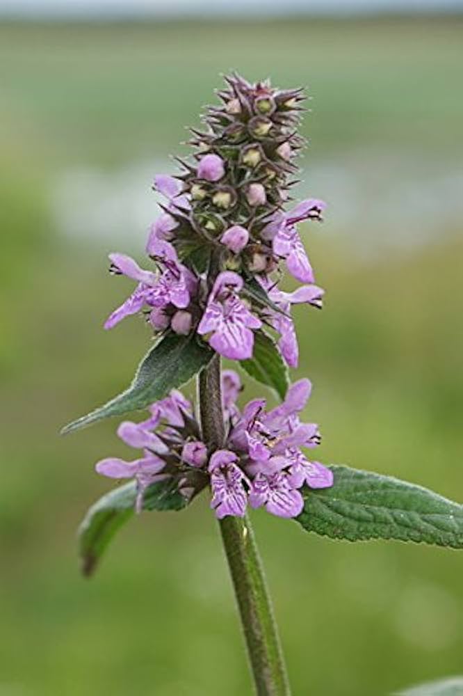 Perennial Marsh Woundwort herb thriving near water or rain garden