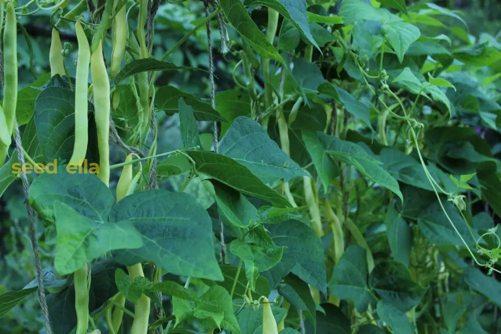 High quality Stallard bean seeds closeup