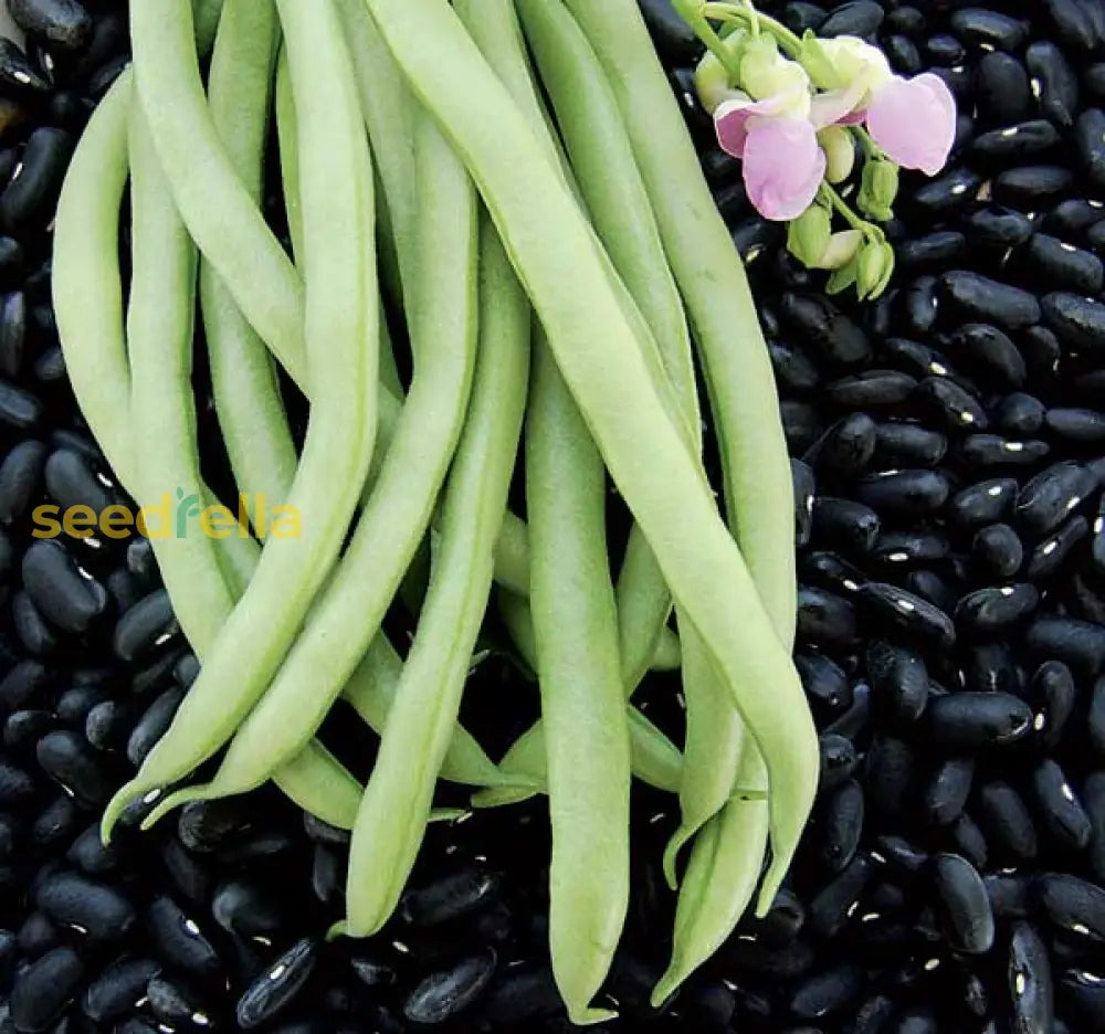 Green Stallard bean seeds for planting non GMO