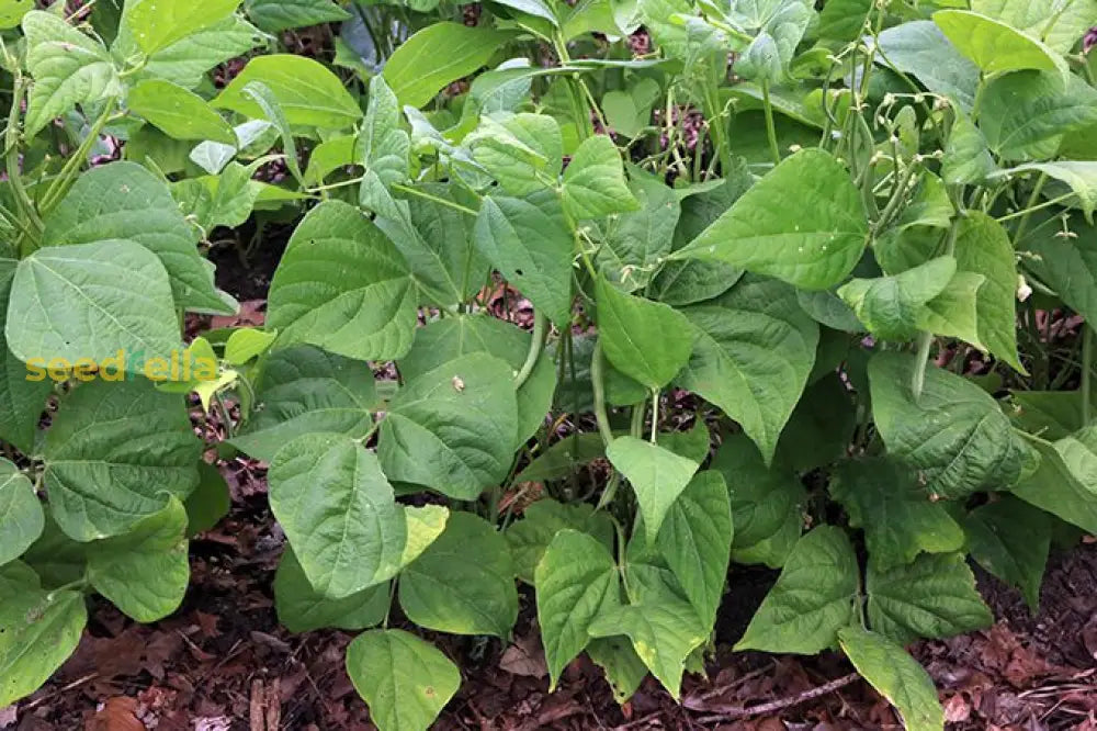Stallard bean plants growing in garden