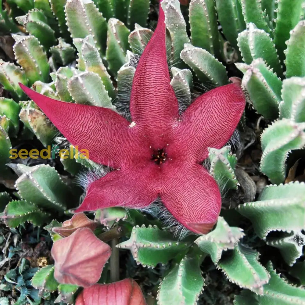 Stapelia Flower Seeds For Planting