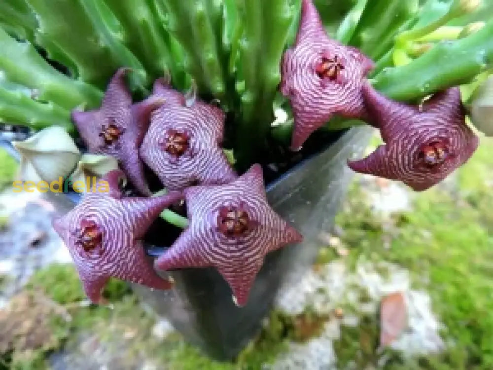 Stapelia Flower Seeds For Planting