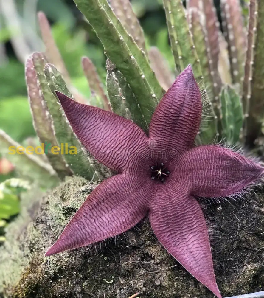 Stapelia Flower Seeds For Planting