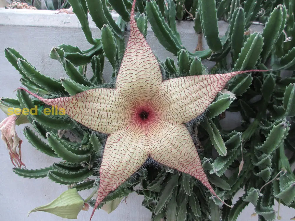 Stapelia Gigantea Plant Seeds For Gardening & Planting: Grow Unique Starfish Flowers In Your Garden