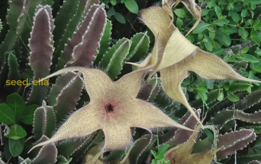 Stapelia Gigantea Plant Seeds For Gardening & Planting: Grow Unique Starfish Flowers In Your Garden