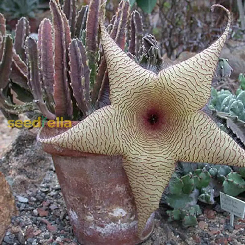 Stapelia Gigantea Plant Seeds For Gardening & Planting: Grow Unique Starfish Flowers In Your Garden