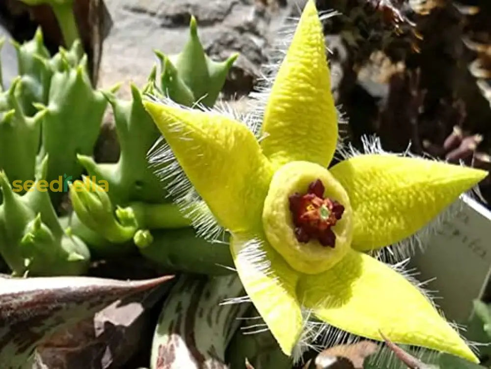 Stapelia Pulchella Flower Seeds Planting