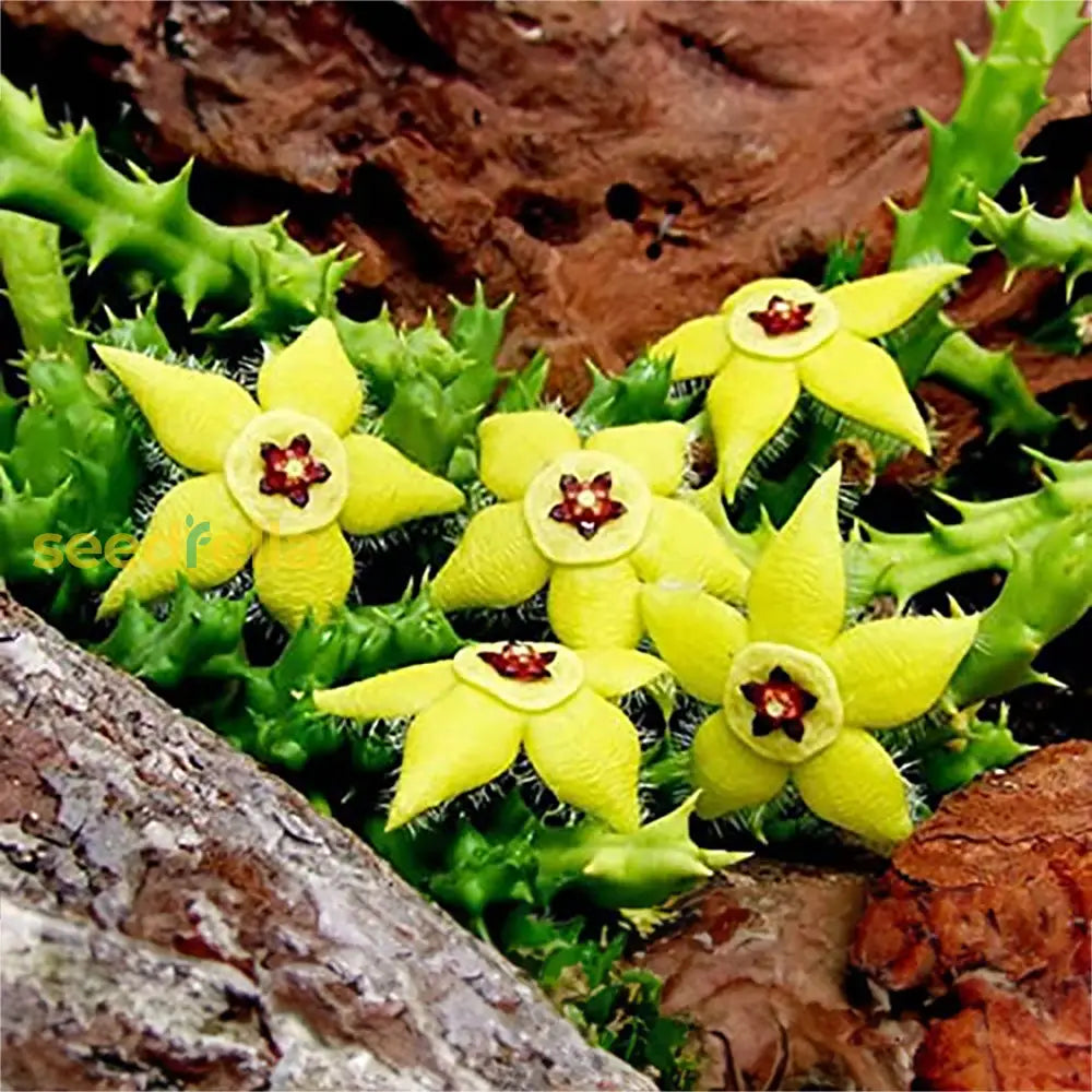 Stapelia Pulchella Flower Seeds Planting