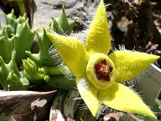 Stapelia Pulchella Succulent Plant in Pot