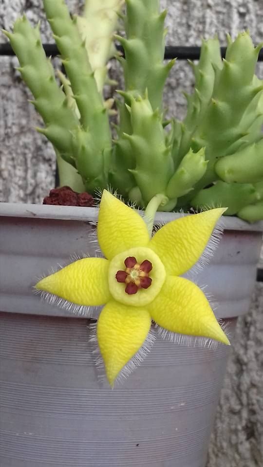 Stapelia Pulchella Seedlings Growing Indoors